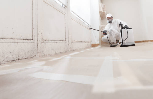 24/7 Emergency Basement Mold Remediation experts in Paradise, PA